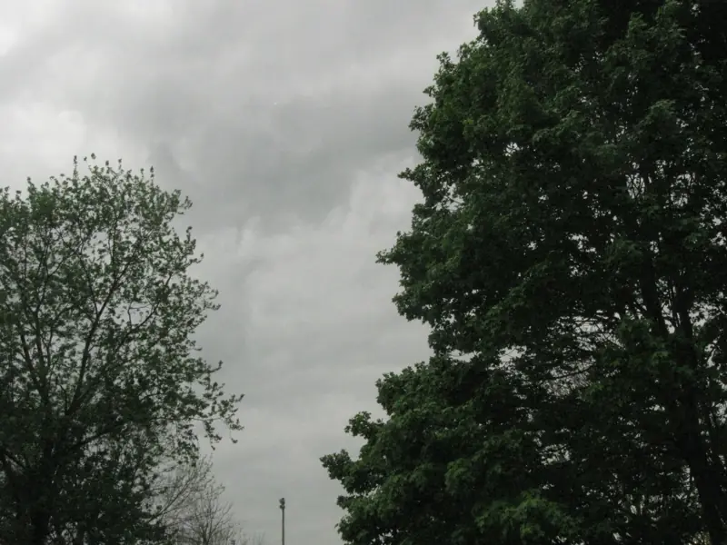Two trees against a grey sky